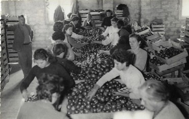 2020-10-30_184139 - Torrengo 1957 - Copia.jpg